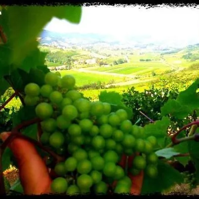 Villa Chiopris Отель